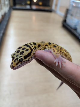 レオパードゲッコー　仙台ズーモア店　販売
