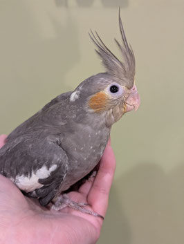 オカメインコ　ノーマル　盛岡店　販売