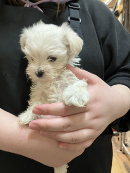 MIX犬　ベビー販売　秋田中央店