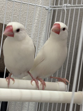 白文鳥　仙台ズーモア店　販売