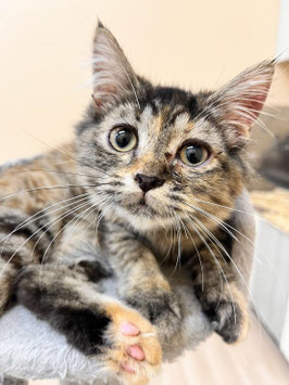 マンチカン　ベビー販売　秋田アマノ店