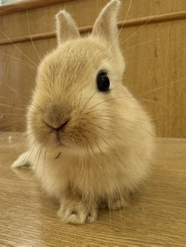 ドワーフラビット　べビー　秋田中央店　販売