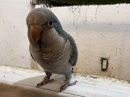 オキナインコ　ブルー　厨川店　販売