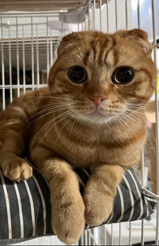 スコティッシュフォールド♂販売　仙台泉店