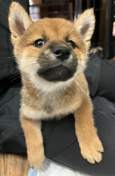 柴犬　ベビー販売　仙台店