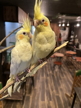 オカメインコルチノー　仙台店販売