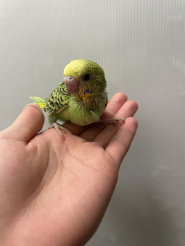 セキセイインコ　黄ハルクイン　仙台泉店販売