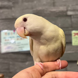 コザクラインコ　クリームルチノー　仙台店　販売