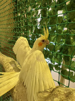 オカメインコ　ルチノー　秋田イオン中央店販売