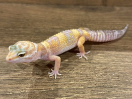 レオパードゲッコー　福島店　販売