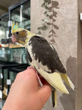 オカメインコ　パイド　仙台EBeanS店販売