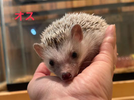 ハリネズミ　オス　仙台EBeanS店　販売