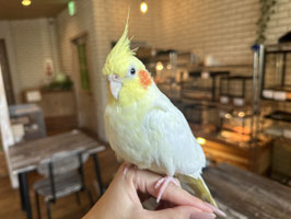 オカメインコ　ルチノー　福島店　販売