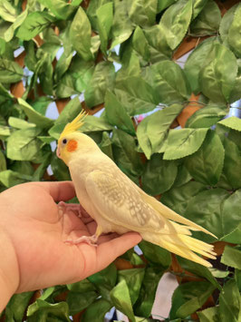 オカメインコ　シナモンパール　秋田イオン中央店　販売