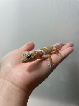 レオパードゲッコー　ベビー　パターンレスアルビノhetエクリプス　仙台泉店　販売