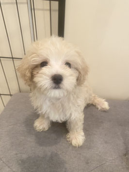 ハーフ犬　ベビー販売　新潟店