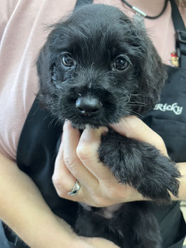 ハーフ犬　ベビー販売　秋田アマノ店