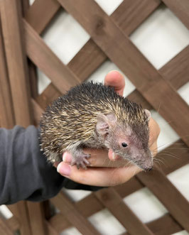 ヒメハリテンレック　秋田アマノ店　販売