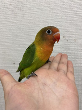 ルリコシボタンインコ　仙台店　販売