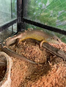 フレーリーイワトカゲ　仙台泉店販売