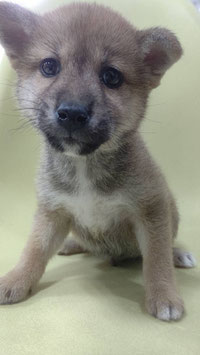 柴犬♂　栃木店販売