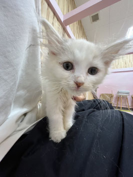 ノルウェージャン♀　栃木店販売