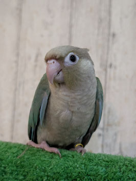 ウロコインコ　ブルーシナモン　盛岡店　販売