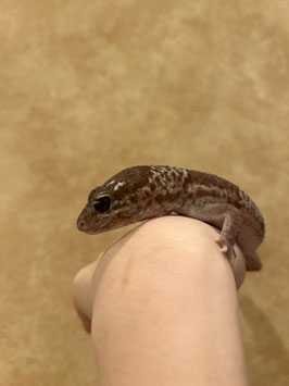 ニシアフリカトカゲモドキ　秋田中央店　販売