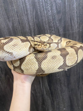 ボールパイソン　エンチイエローベリー　アダルト　オス　新潟店　販売