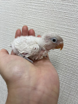 ホワイトボタンインコ　雛　仙台店　販売