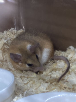 カイロトゲマウス　仙台ズーモア店販売