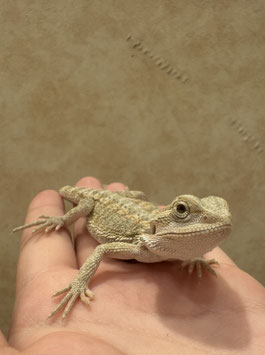 フトアゴヒゲトカゲ　ロゼ　ベビー　秋田イオン中央店　販売