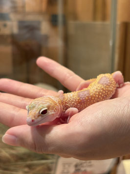 レオパードゲッコー　ベビー　スノーラプターマーフィーパターンレス　仙台EBeanS店　販売