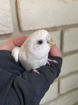 セキセイインコ⑤　福島店　販売