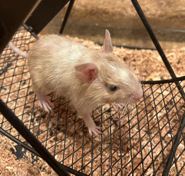 デグー　サンドパイド　ベビー　秋田イオン中央店　販売