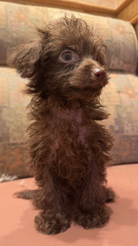ハーフ犬　ベビー販売　秋田中央店