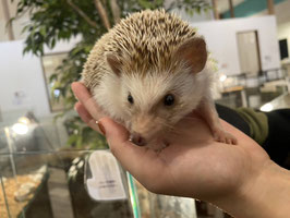 ハリネズミ　シナモン　メス　仙台泉店　販売