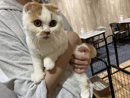 スコティッシュフォールド　販売　秋田店