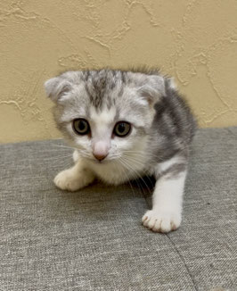 スコティッシュフォールド♂　秋田アマノ店販売