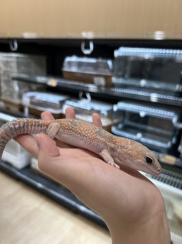 ニシアフリカトカゲモドキ　ゴーストズールhetオレオ　オス　仙台ズーモア店　販売