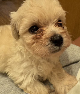 ハーフ犬　ベビー販売　秋田中央店