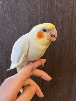 オカメインコ　ルチノー　仙台店　販売