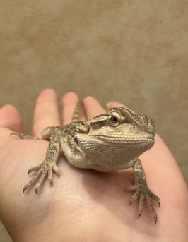 フトアゴヒゲトカゲ　MIX　ベビー　秋田イオン中央店　販売