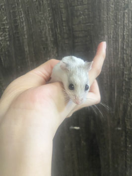 チャイニーズハムスター　ホワイト　オス　新潟店　販売