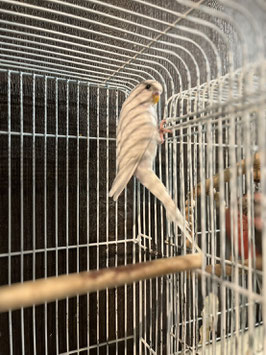 セキセイインコ　仙台店　販売