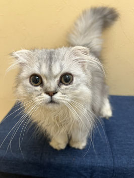 スコティッシュフォールド　ベビー販売　秋田アマノ店