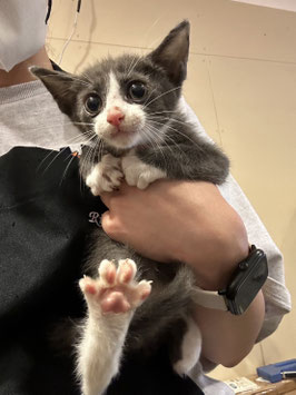 猫ハーフ　ベビー販売　仙台EBeanS店