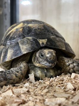 ギリシャリクガメ　栃木店販売
