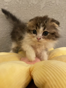 スコティッシュフォールド　ベビー販売　仙台EBeanS店