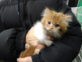 スコティッシュフォールド　ベビー販売　厨川店⑦